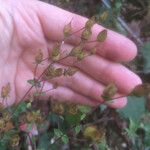 Hypericum pulchrum Ffrwyth