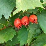 Crataegus coccinea Vaisius