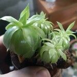 Sempervivum globiferumFrunză