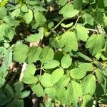 Thalictrum fendleri Leaf