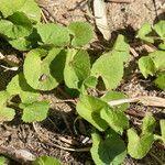 Centella asiatica Hábito