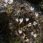 Crocus cancellatus অভ্যাস