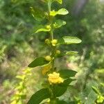 Dasistoma macrophylla Flower