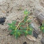 Euphorbia polygonifolia Hoja