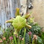 Sarracenia leucophylla 花