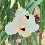 Dietes bicolor Flor