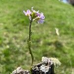 Cardamine crassifolia Leaf