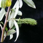 Salix daltoniana موطن