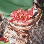 Haemanthus coccineus फूल