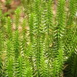 Lycopodium annotinum Yaprak