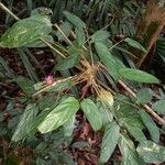 Ischnosiphon puberulus Corteza