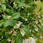 Osmanthus decorus Leaf