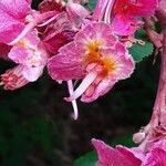 Aesculus × carnea Kwiat