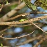 Geniostoma borbonicum Плод