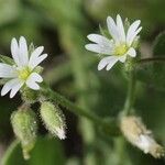 Cerastium pumilum Blüte