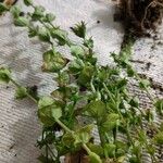 Triodanis perfoliata Hoja