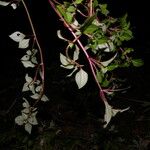 Heterotis rotundifolia Blüte