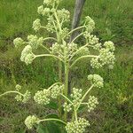 Arnoglossum plantagineum Blomst