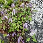 Clematis occidentalis Folio