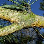 Pinus contorta Casca