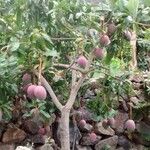 Mangifera indica Habitus