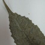Sorocea muriculata Arall