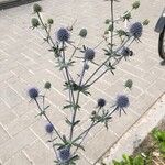 Eryngium planumЦветок