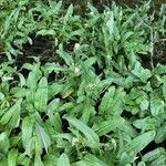 Erigeron quercifolius Blad