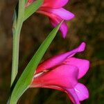 Gladiolus × byzantinus Blomst