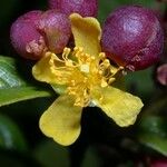 Davilla nitida Meyve