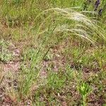 Stipa borysthenica Kvet