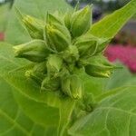 Nicotiana tabacum Blomma