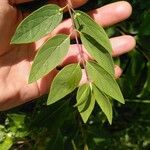 Lonicera tatarica Fulla