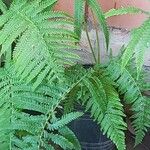 Dryopteris filix-masЛисток