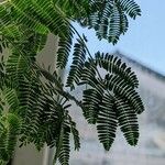 Vachellia farnesiana Blatt