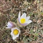 Pulsatilla vernalis花