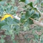 Solanum arundo 叶