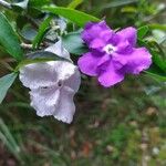 Brunfelsia uniflora Квітка