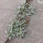 Antennaria parvifolia Листок