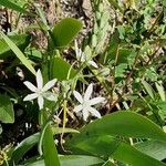 Ornithogalum narbonense Flower