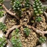 Sedum furfuraceum Blatt