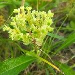 Valeriana eriocarpa Blad