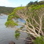 Melaleuca brongniartii Хабит