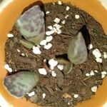 Adromischus cooperi Folha