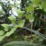Lygodium reticulatum Leaf