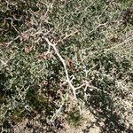 Ceanothus cordulatus Habitat