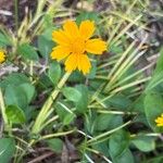 Coreopsis auriculata Flower