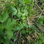 Vicia johannis Blatt