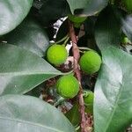 Ficus cyathistipula Fruto