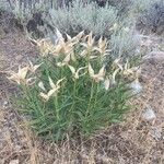 Asclepias asperula Feuille